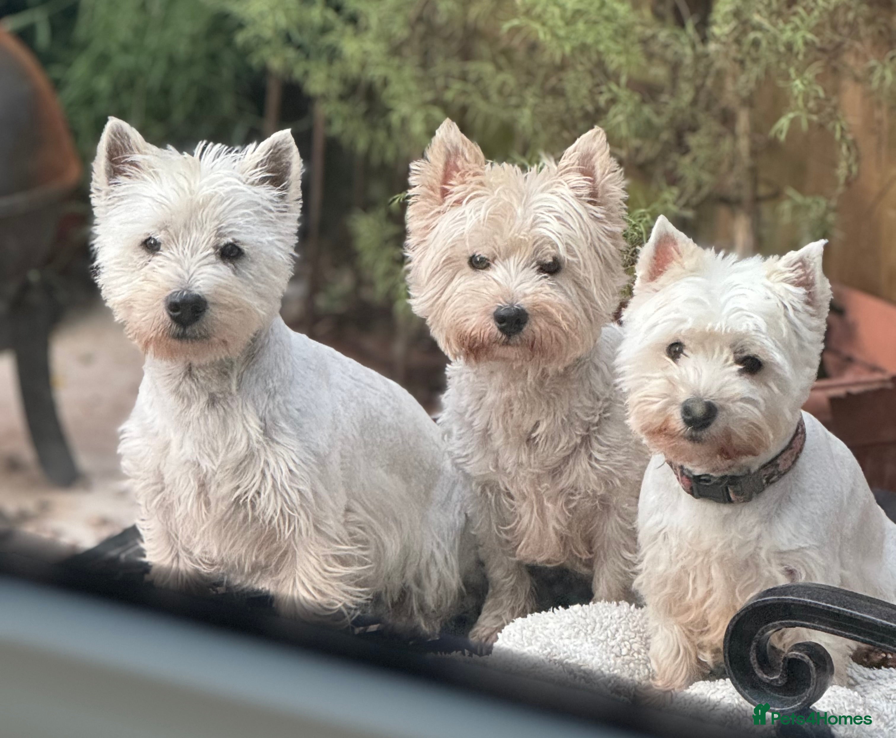 West Highland Terrier dogs KC registered WHW proven sire - Advert 1