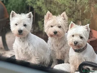 West Highland Terrier dogs KC registered WHW proven sire - Advert 1