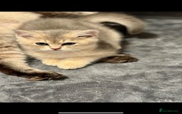 Scottish Fold cats for sale: Lovely Scottish Straight Kittens Ready fo Families - Advert 8