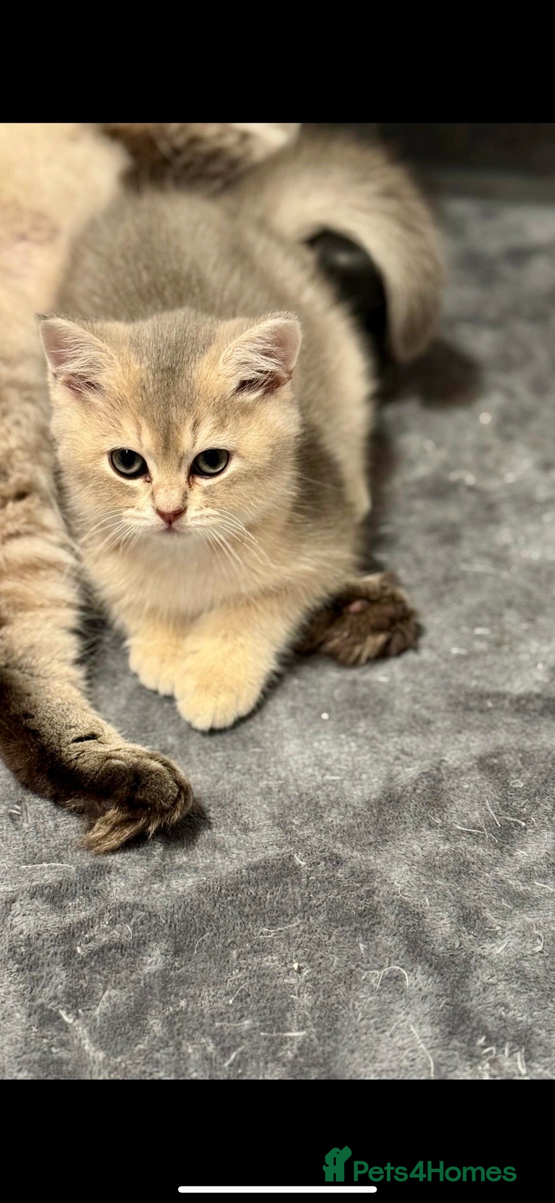 Scottish Fold cats for sale: Lovely Scottish Straight Kittens Ready fo Families - Advert 8