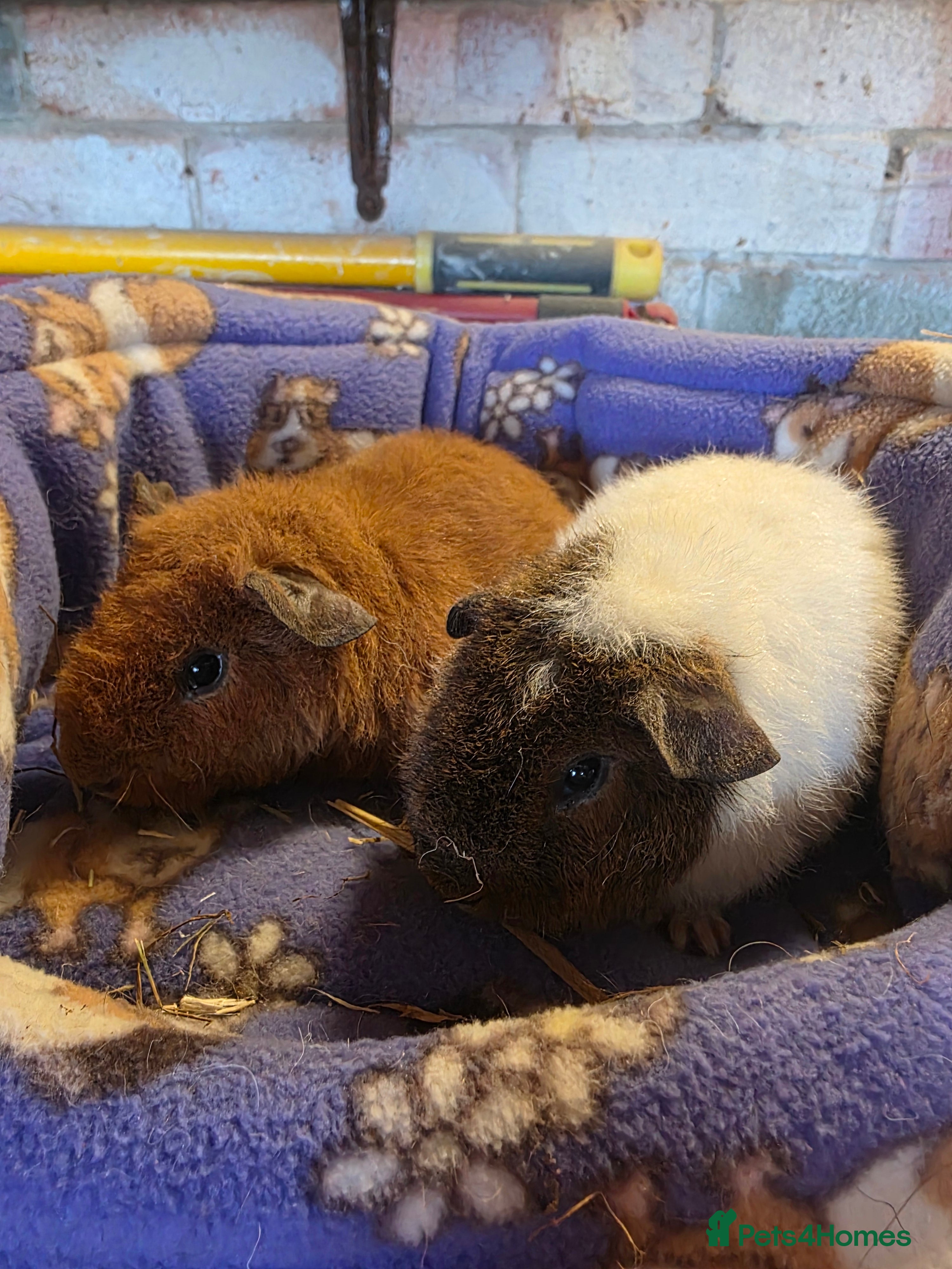 Guinea Pig rodents Male Teddy guniea pigs for sale Uxbridge  - Advert 8