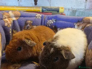 Guinea Pig rodents Male Teddy guniea pigs for sale Uxbridge - Advert 8