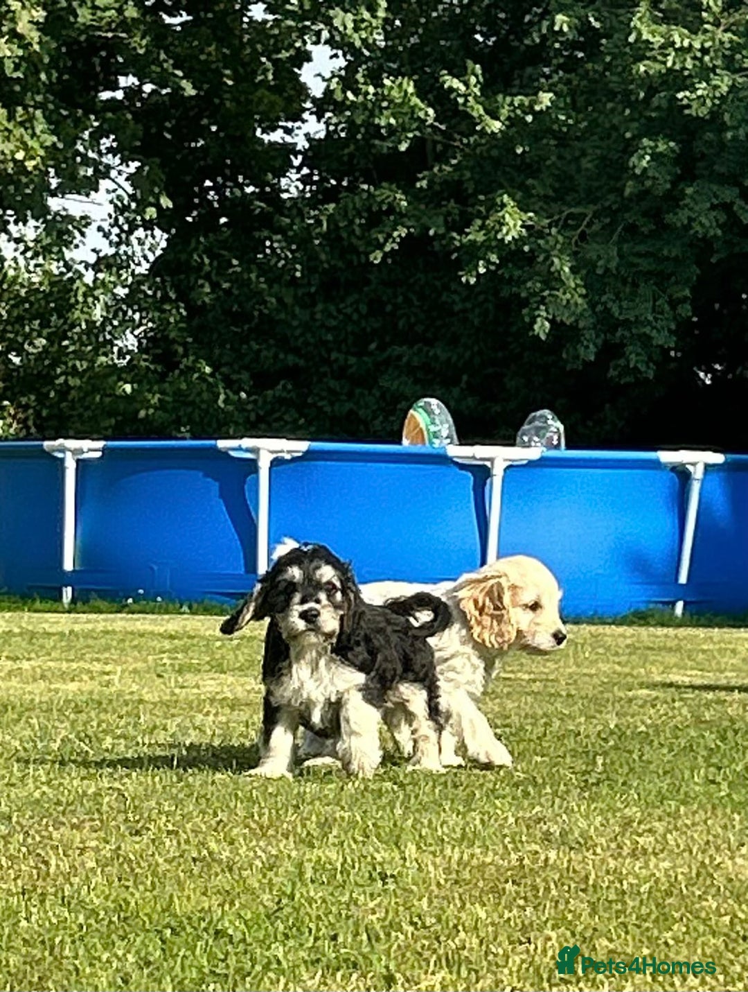 Cockapoo dogs for sale: Cockapoo Puppies ready to go this weekend  - Image 6