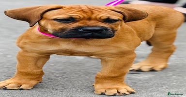 Mixed Breed dogs - Advert 1