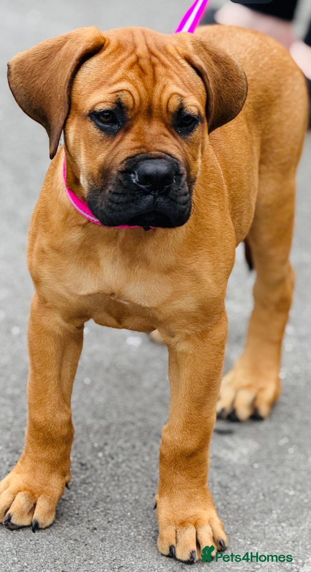 Mixed Breed dogs for sale: Aubrey is a 13 week old ddb x mastiff - Image 3