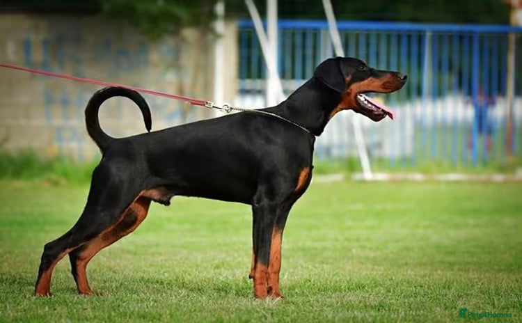 Dobermann dogs - Advert 1