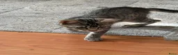 Mixed Breed cats for sale: 2 litters need new home in Liverpool - Advert 2