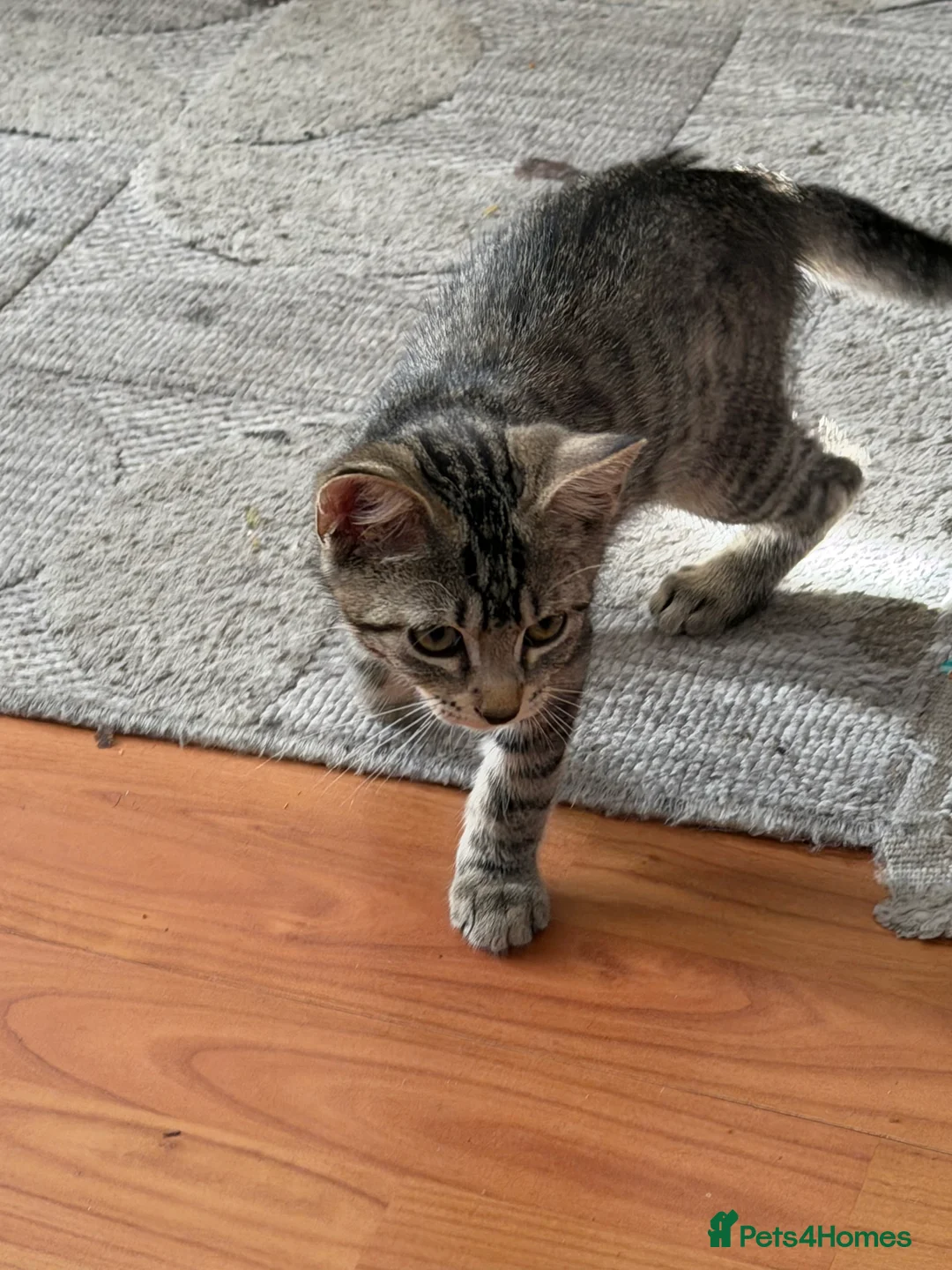 Mixed Breed cats for sale: 2 litters need new home in Liverpool - Advert 2