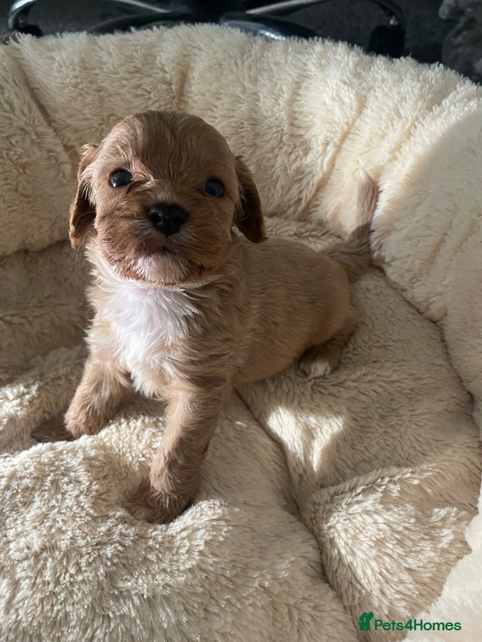 Cavapoo dogs ❤️🐶🌟Gorgeous F1 Cavapoo Puppies Available 🩷😍💙 - Advert 16