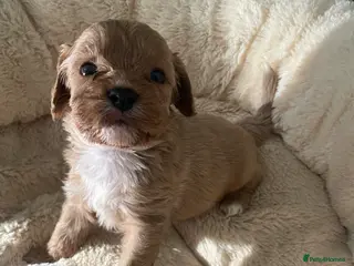 Cavapoo dogs ❤️🐶🌟Gorgeous F1 Cavapoo Puppies Available 🩷😍💙 - Advert 16