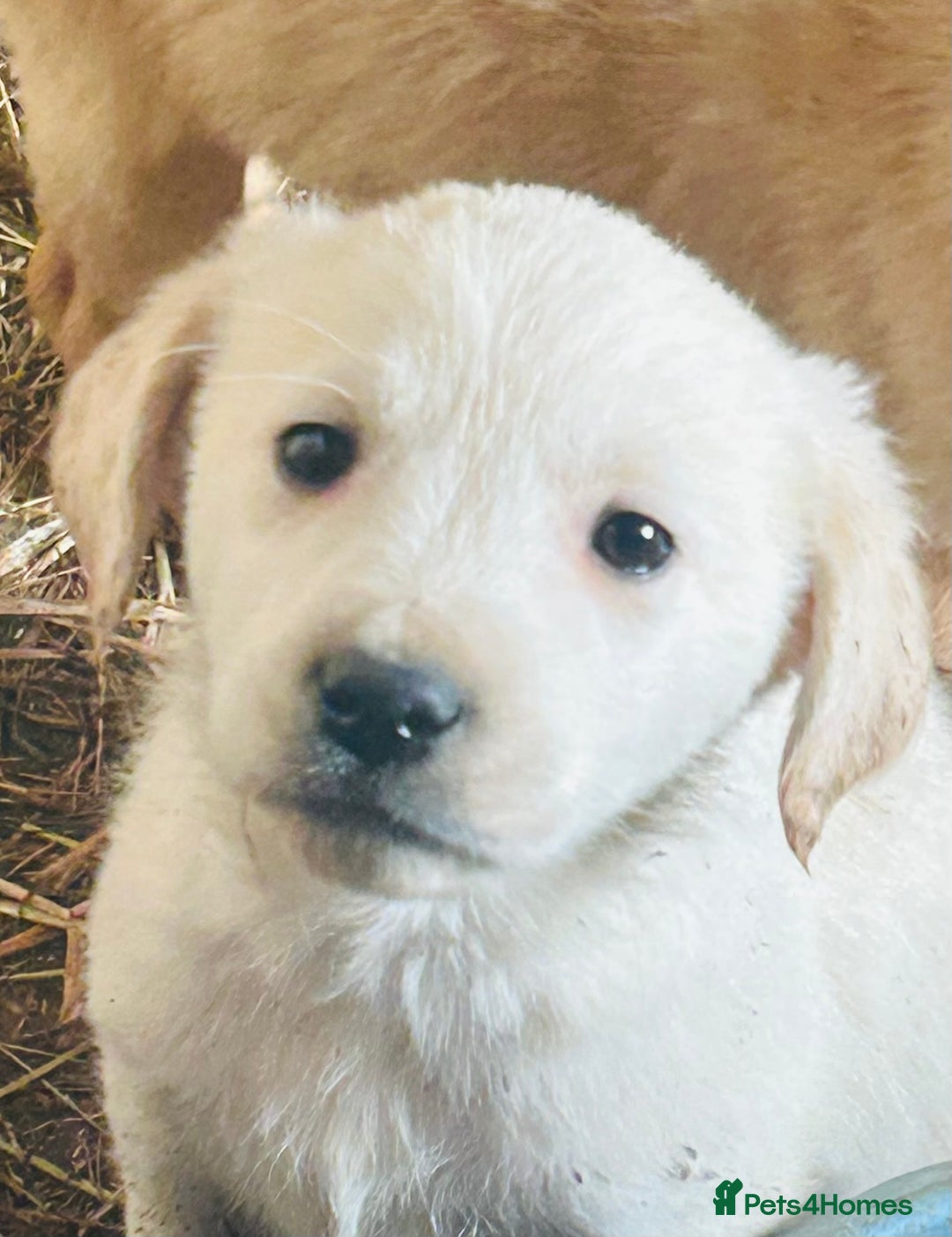 Golden Retriever dogs for sale: 5 golden retriever puppies - Advert 5