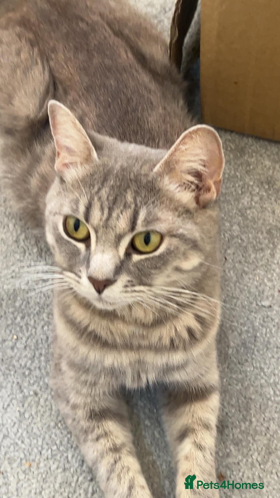 Mixed Breed cats British Shorthair mix - Advert 1