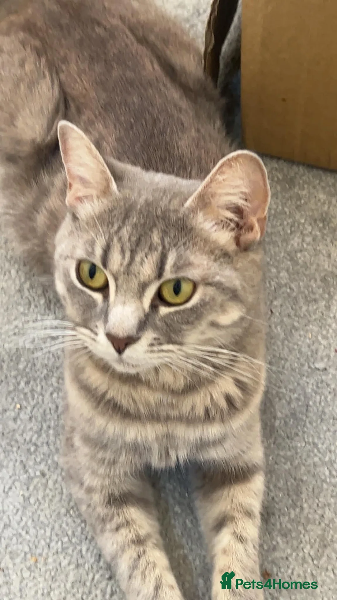 Mixed Breed cats for sale: British Shorthair mix in Leicester - Advert 1