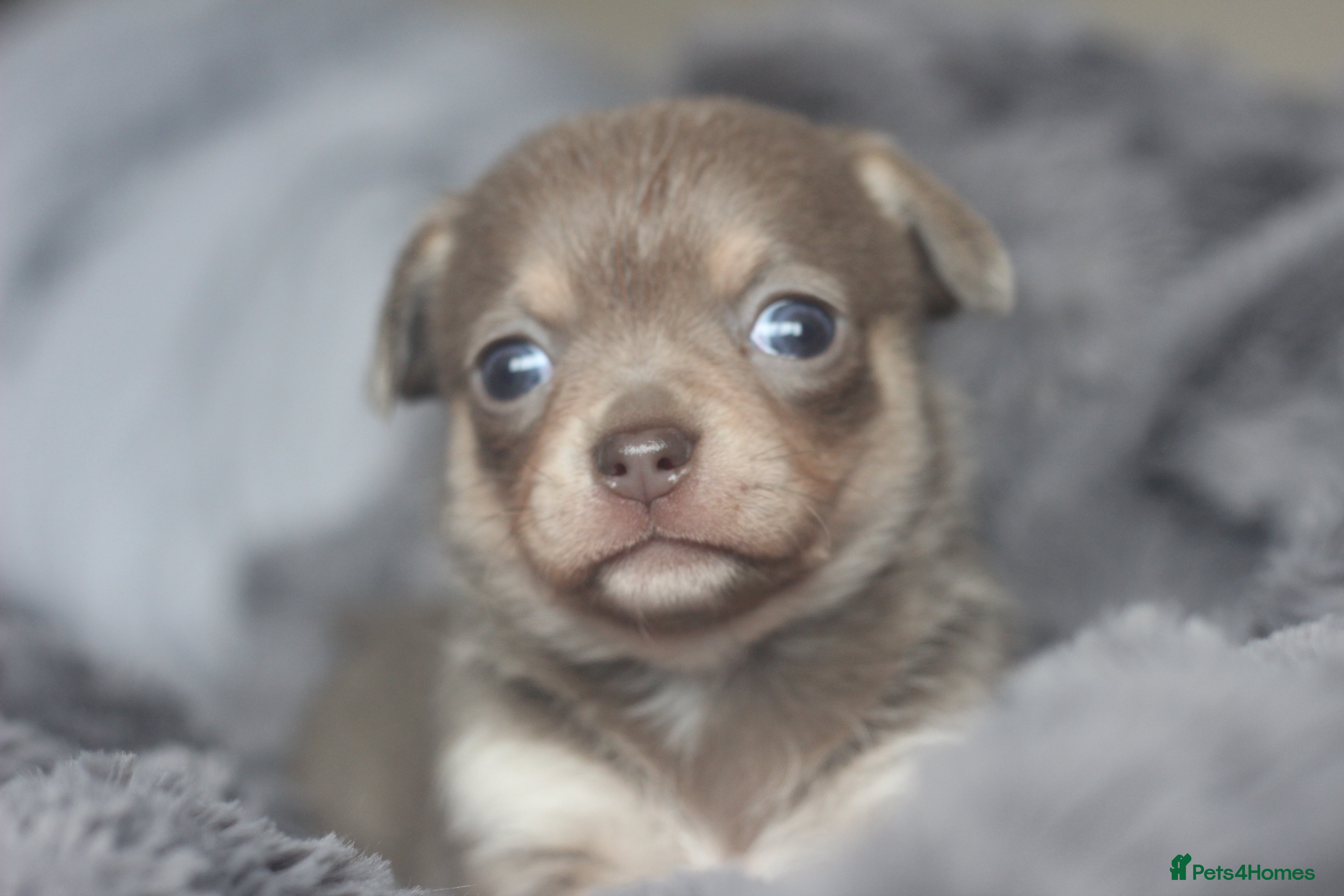 Chihuahua dogs KC ⭐ stunning Chihuahuas smooth lilac Tri  🐕  - Advert 2