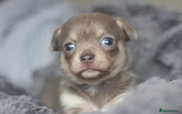 Chihuahua dogs for sale: KC ⭐ stunning Chihuahuas smooth lilac Tri  🐕  - Image 1
