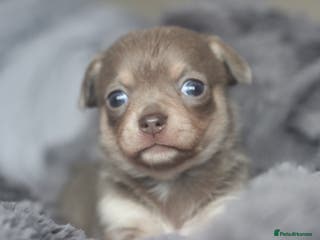 Chihuahua dogs KC ⭐ stunning Chihuahuas smooth lilac Tri 🐕 - Advert 13