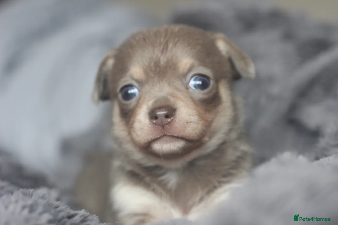 Chihuahua dogs for sale: KC ⭐ stunning Chihuahuas smooth lilac Tri  🐕  - Advert 1