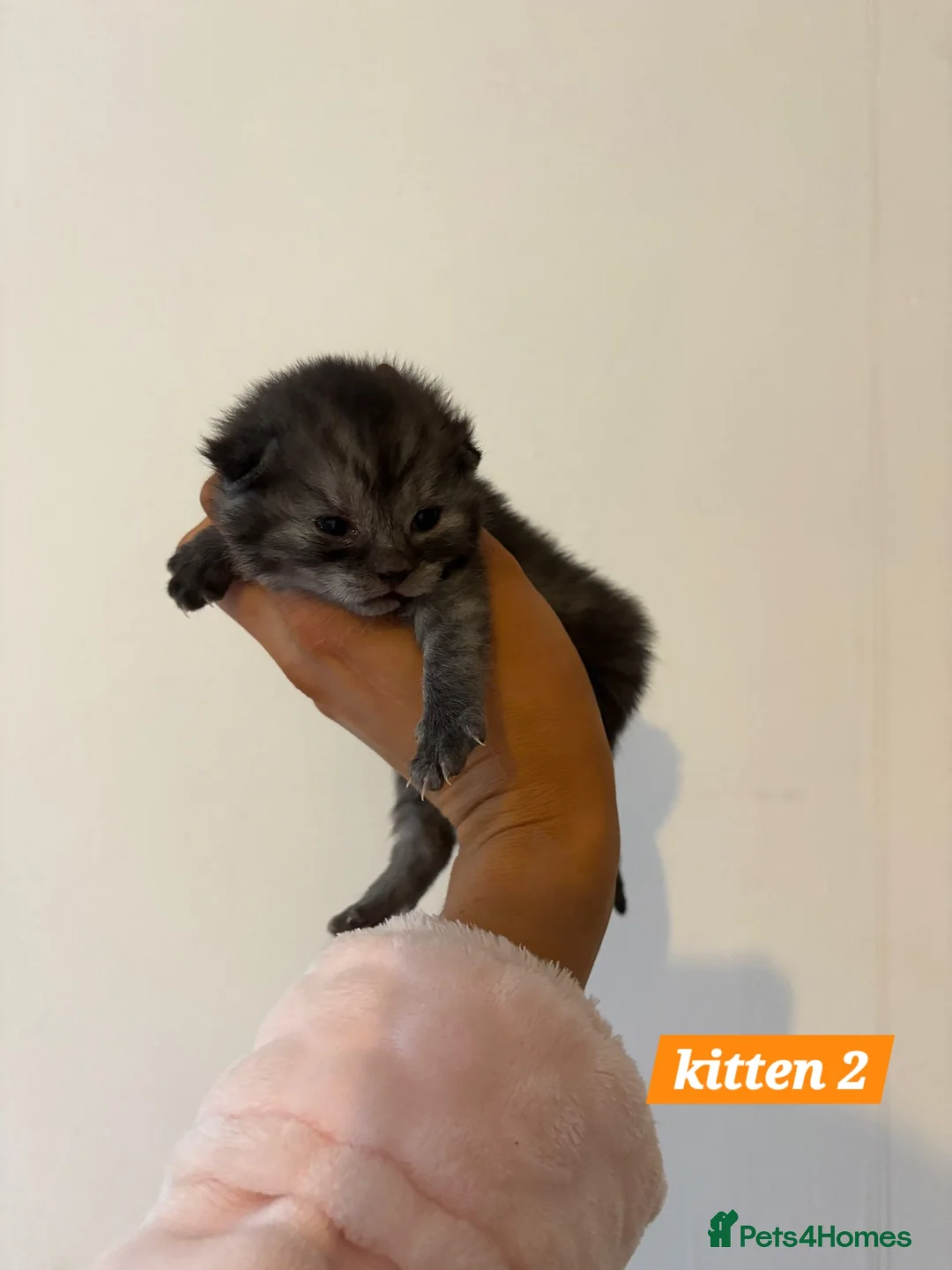 Scottish Fold cats for sale: Stunning Smoky Grey Scottish straight kittens - Advert 9