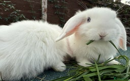 Mini Lop rabbits for sale: BEW Mini Lop Bucks for sale.  - Image 3