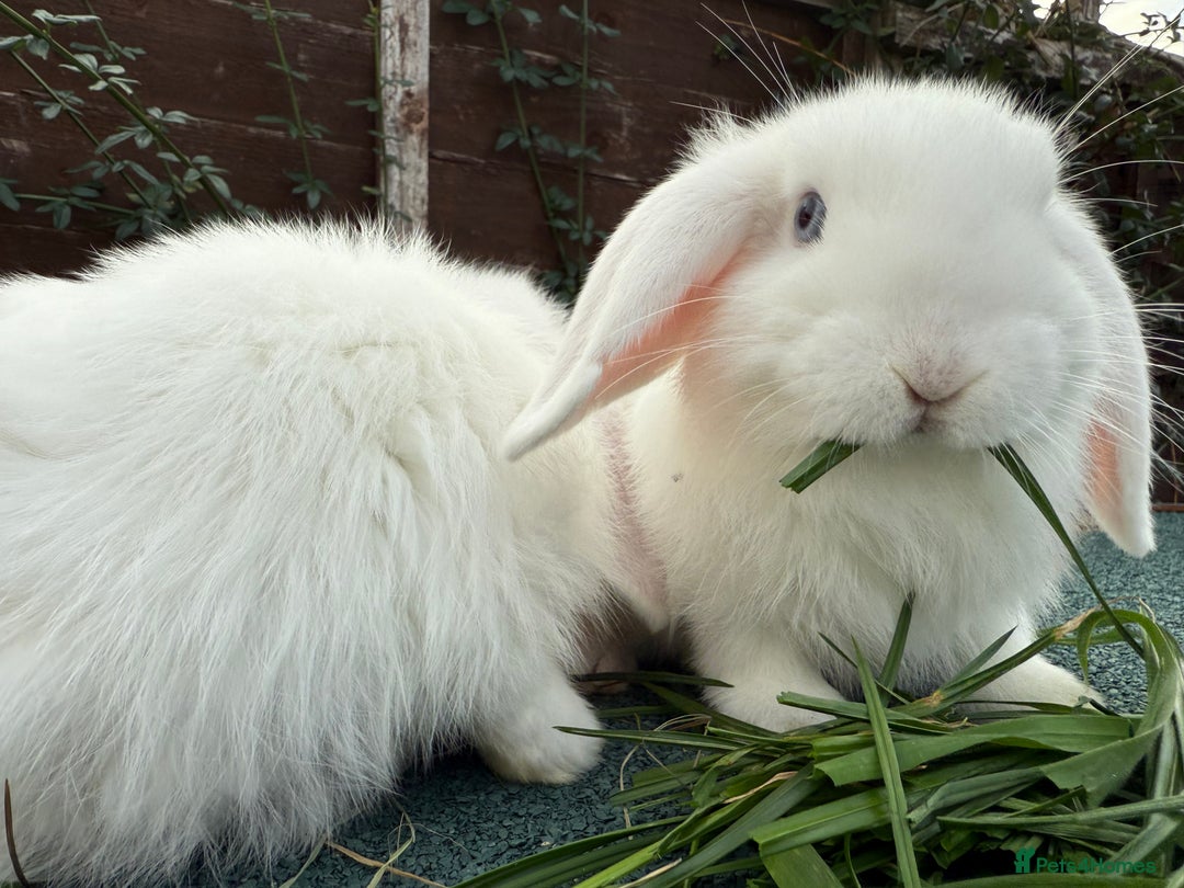 Mini Lop rabbits for sale: BEW Mini Lop Bucks for sale.  - Image 3