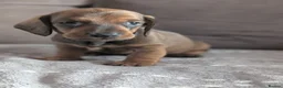 Dachshund dogs for sale: Champion Line Standard Dachshund  in Coventry - Advert 8