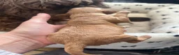 Cockapoo dogs for sale: Cockapoo Puppies by Proven Parents (last litter) - Advert 8