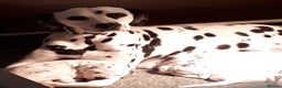 Dalmatian dogs for sale: Stunning Dalmatian Pups - Advert 1