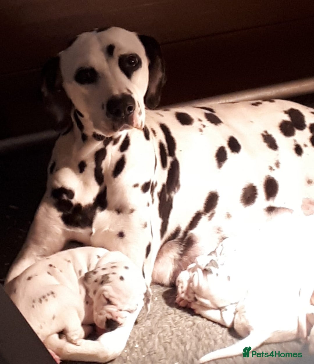 Dalmatian dogs for sale: Stunning Dalmatian Pups - Advert 1