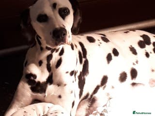 Dalmatian dogs Stunning Dalmatian Pups - Advert 1