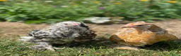 Chickens poultry for sale: Free range point of lay hens available 🧡 - Advert 11