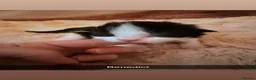 Ragdoll cats for sale: Beautiful litter of ragdolls - Advert 18