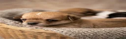 Chihuahua dogs for sale: 🌟 Exceptional Smooth-Coat Chihuahua Girls  - Advert 9