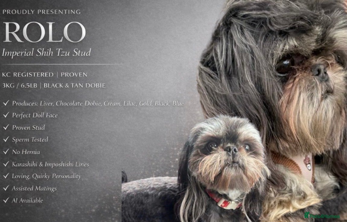 Shih Tzu dogs KC Reg Dobie Imperial Shih Tzu Stud (PROVEN) 👑  - Advert 3