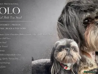 Shih Tzu dogs KC Reg Dobie Imperial Shih Tzu Stud (PROVEN) 👑 - Advert 3