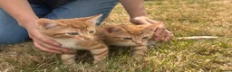 Mixed Breed cats for sale: Beautiful mixed breed kittens short haired  - Advert 11