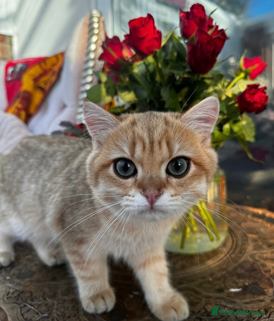 British Shorthair cats for sale:  GCCF champion lines Ny12  Bsh golden chinchilla  - Advert 29