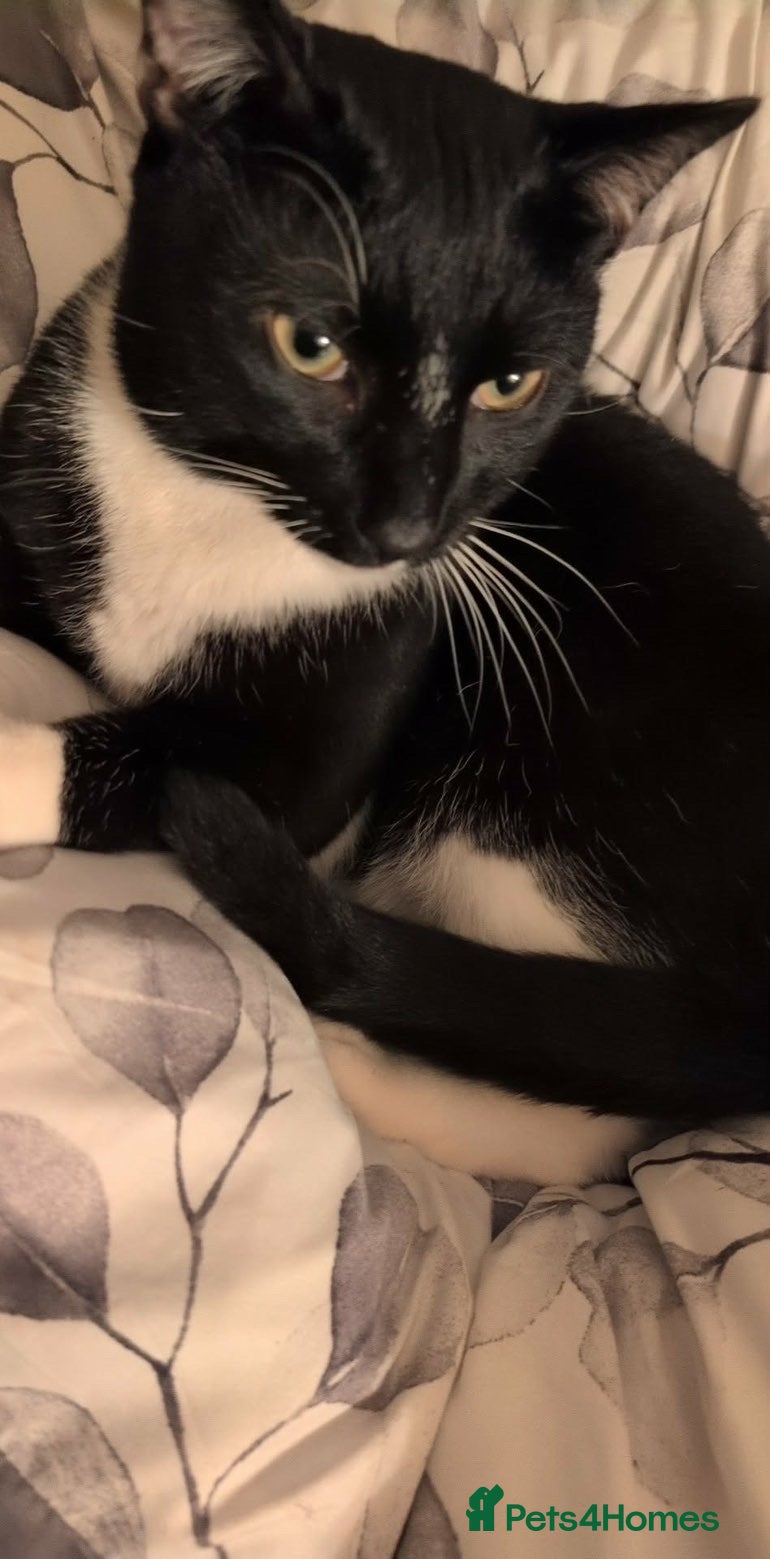 Mixed Breed cats 2 year old boy named Nico  - Advert 1