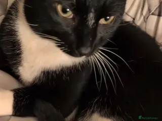 Mixed Breed cats 2 year old boy named Nico - Advert 1