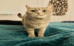 Scottish Fold cats for sale: Scottish fold beautiful girl - Image 3