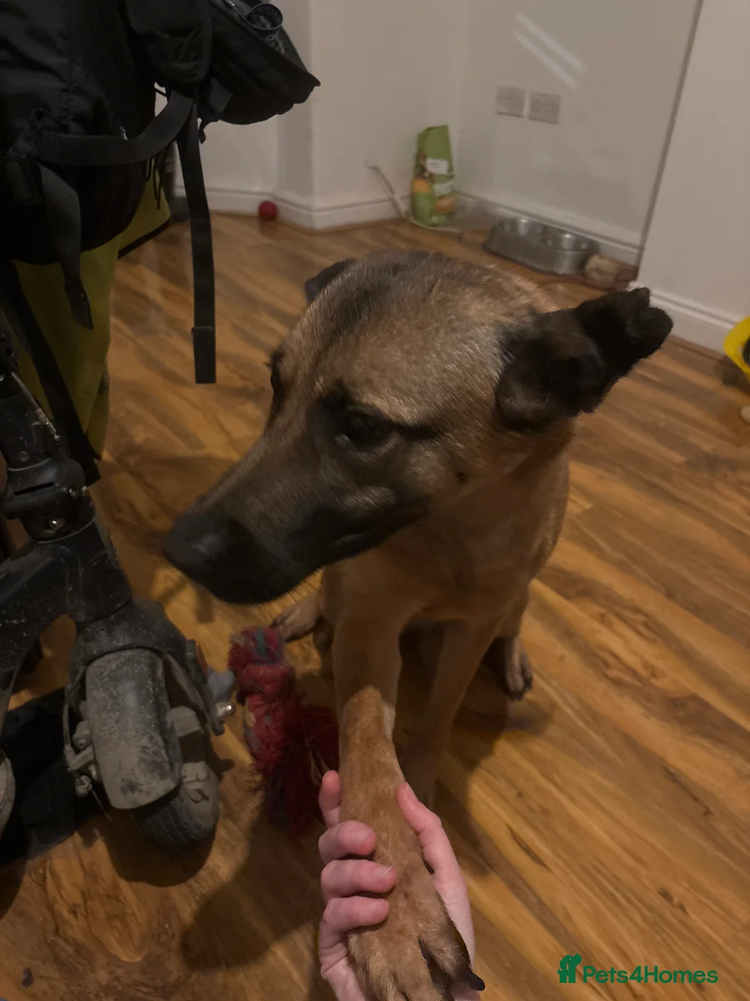 Belgian Shepherd Dog dogs for sale: Narla - Advert 2