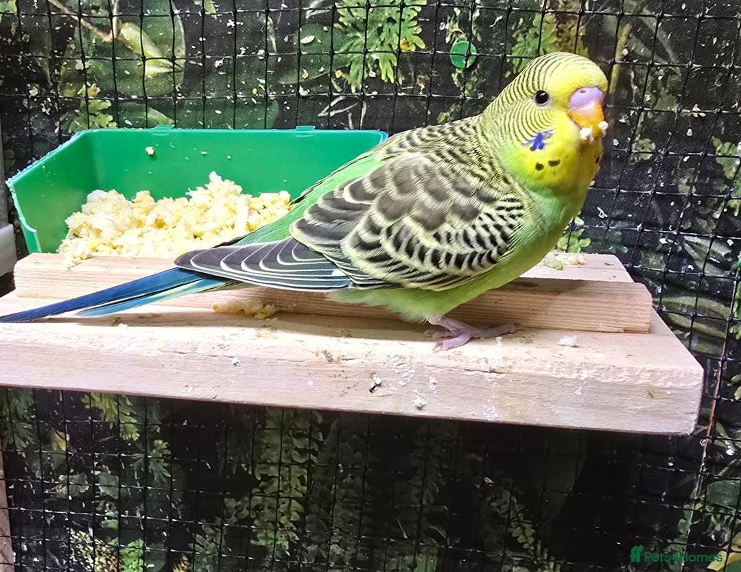 Budgerigars birds for sale: Young budgerigars for sale. - Image 9