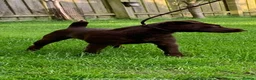 Patterdale Terrier dogs for sale: Patterdale terrier puppies  - Advert 7