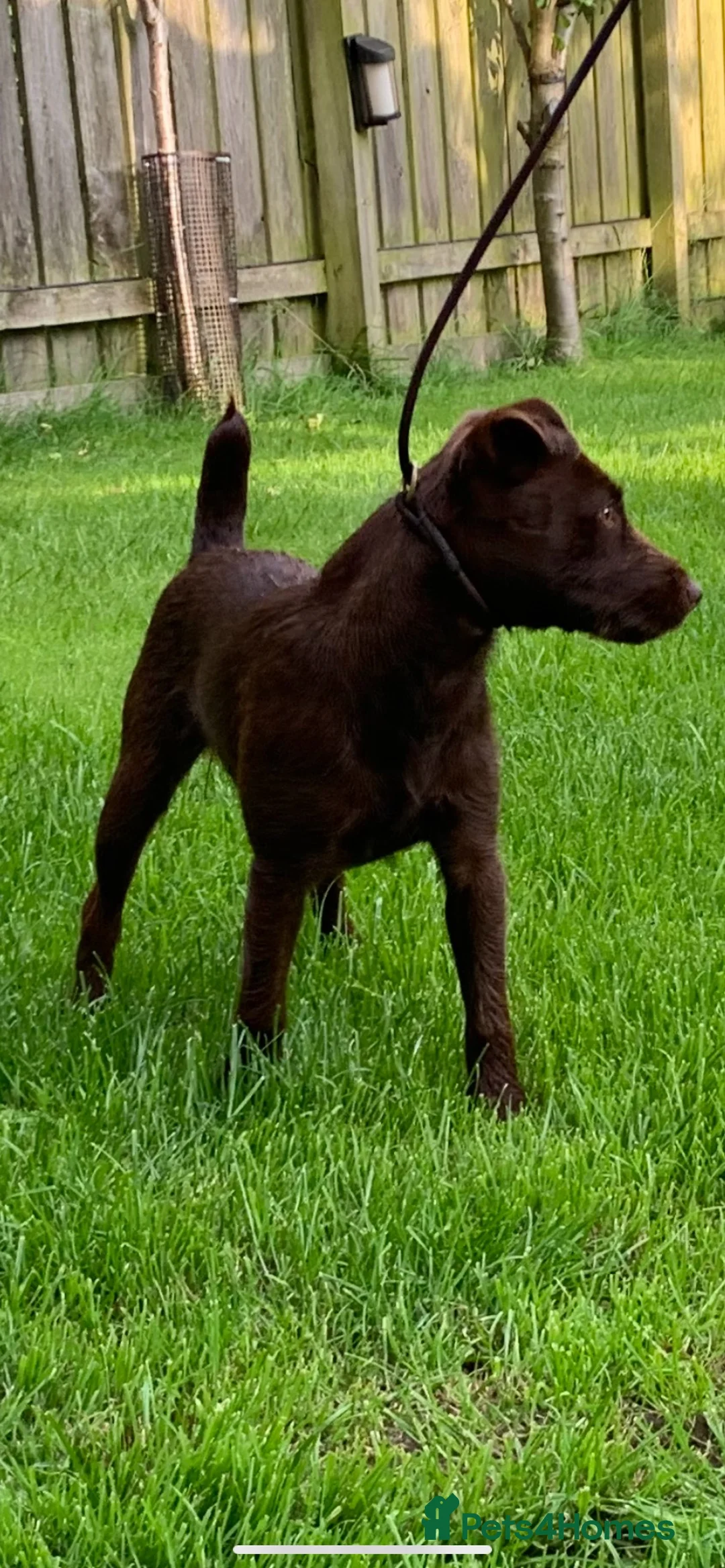 Patterdale Terrier dogs for sale: Patterdale terrier puppies  - Advert 7