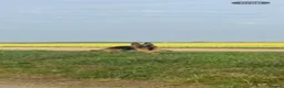 German Shepherd dogs for sale: German shepherd  - Advert 2