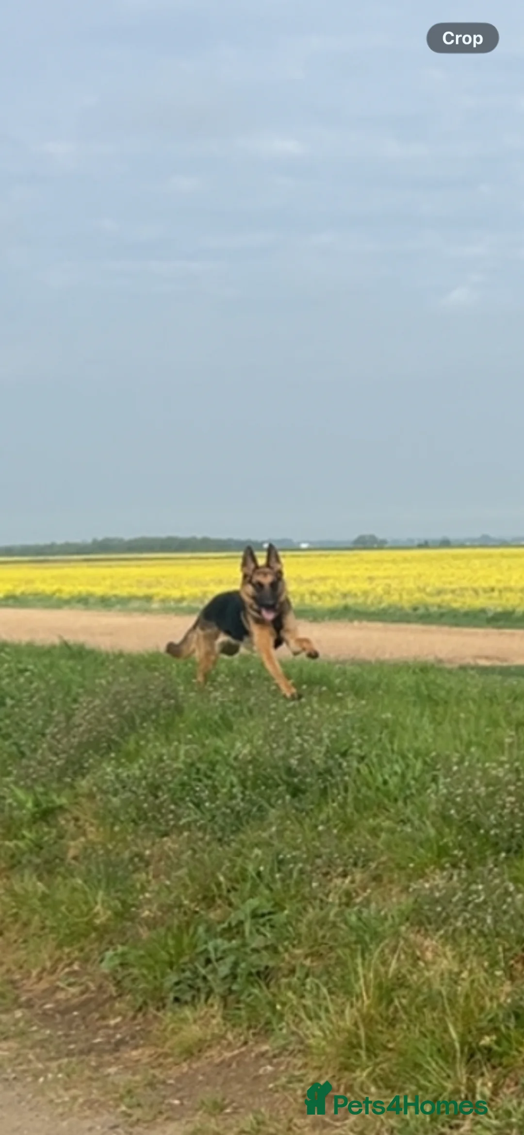 German Shepherd dogs for sale: German shepherd  - Advert 2
