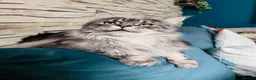 Maine Coon cats for sale: Florence  - Advert 2