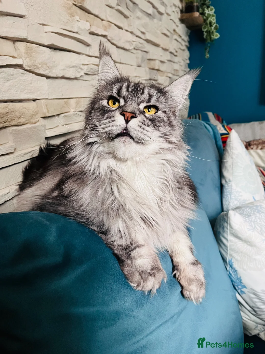 Maine Coon cats for sale: Florence  - Advert 2