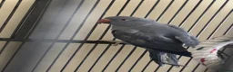 Ringnecks birds for sale: Male & Female Indian Ringneck - Advert 2