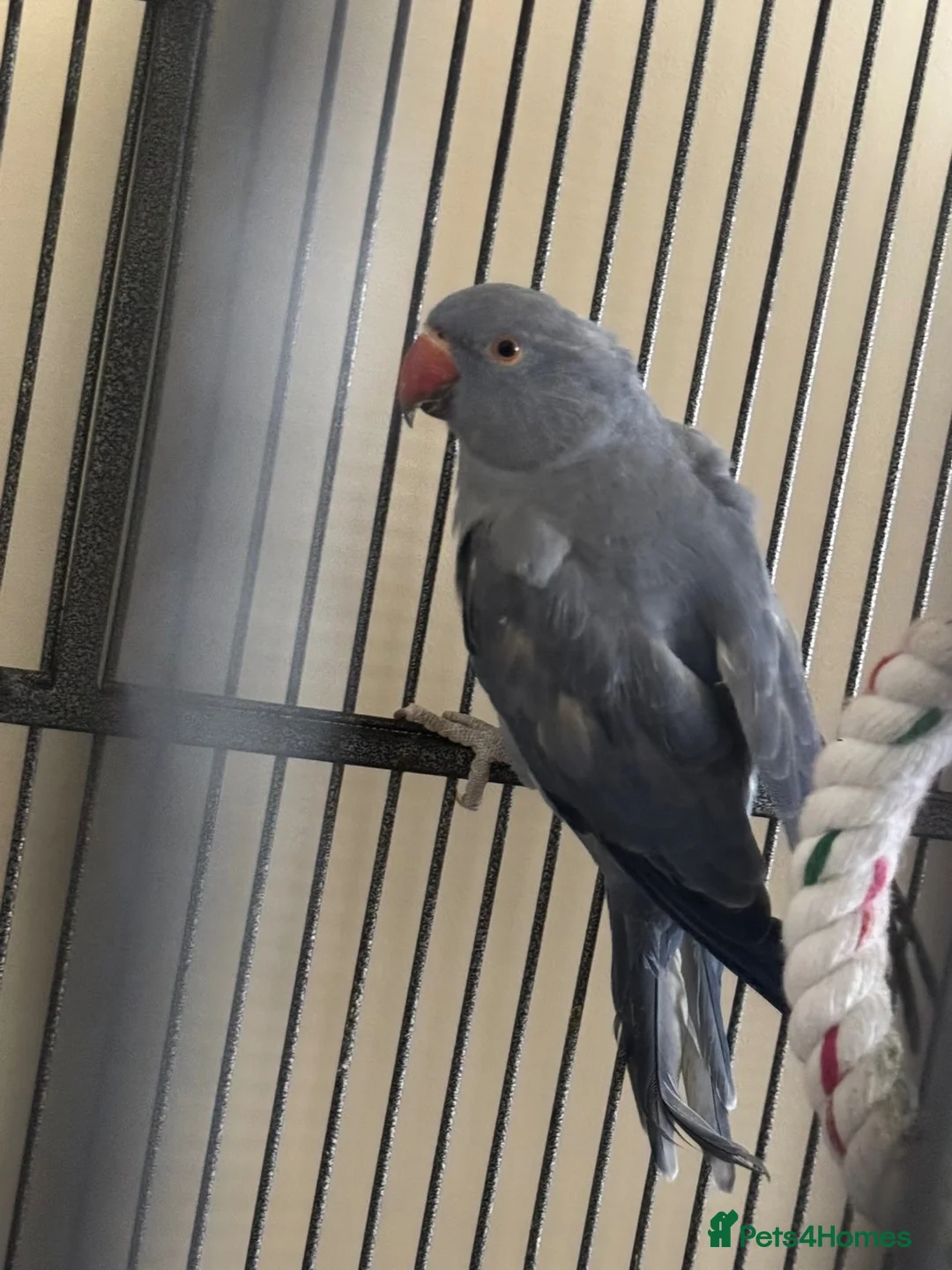 Ringnecks birds for sale: Male & Female Indian Ringneck - Advert 2