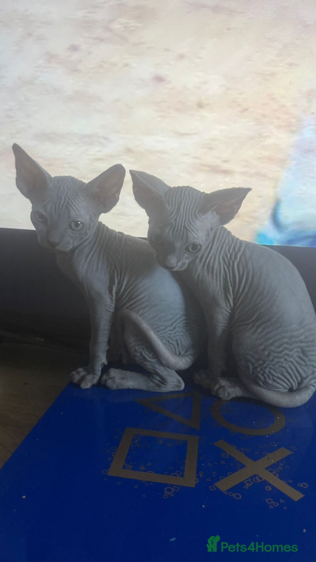 Sphynx cats for sale: Sphinx kitchens for a sale  - Image 6